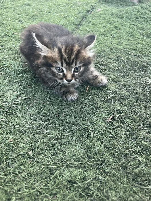 Продам британцев