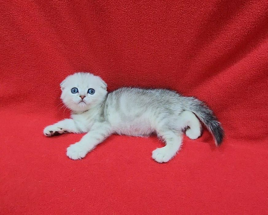 Скоттиш фолд серебристая шиншила