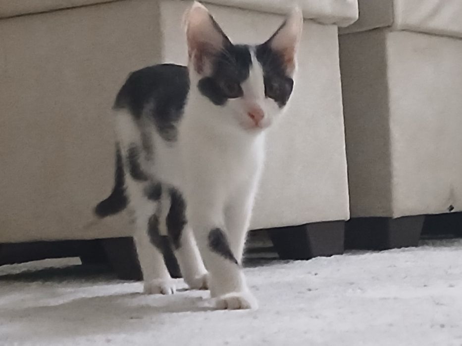 Котенок, девочка, пышик,кыз в хорошие руки