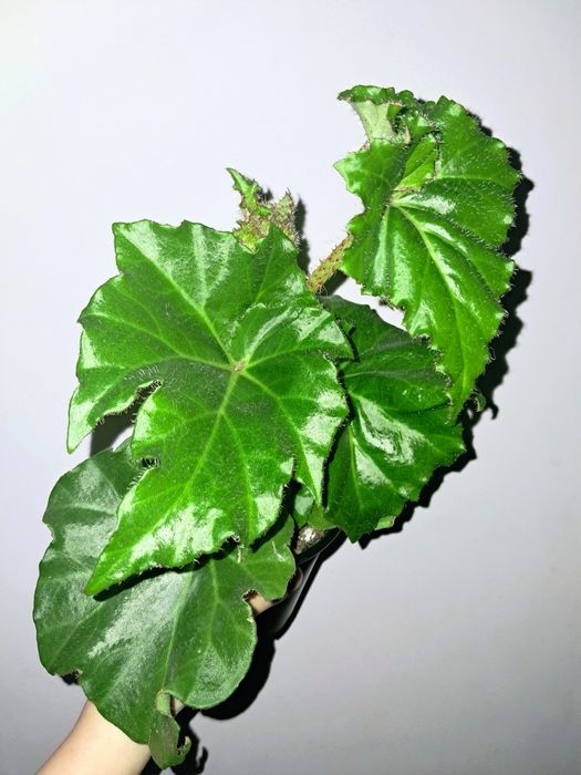 Бегония с крупными листьями