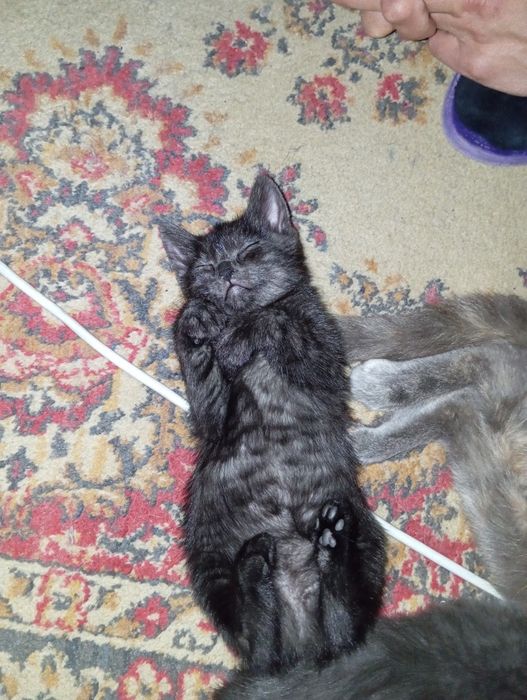 Отдам котят полупородистые