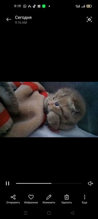 Котенок шотландский вислоухий