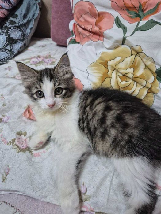 Отдадим в хорошие руки котёнка.