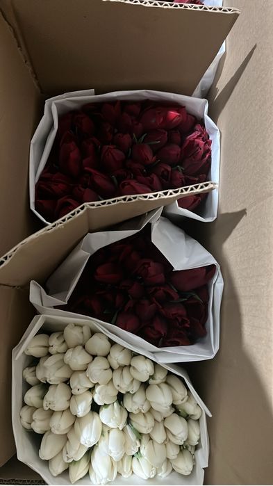 Продам свежие тюльпаны