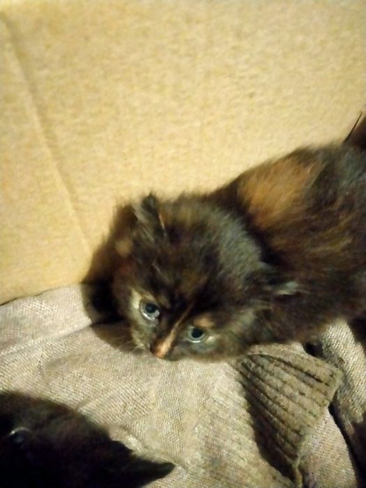 Котята в добрые руки даром