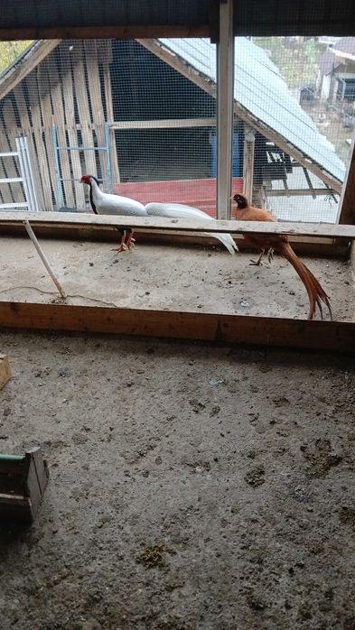 Fazani diferite rase