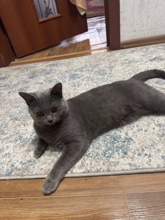 Кошка шотландский британец (метис).