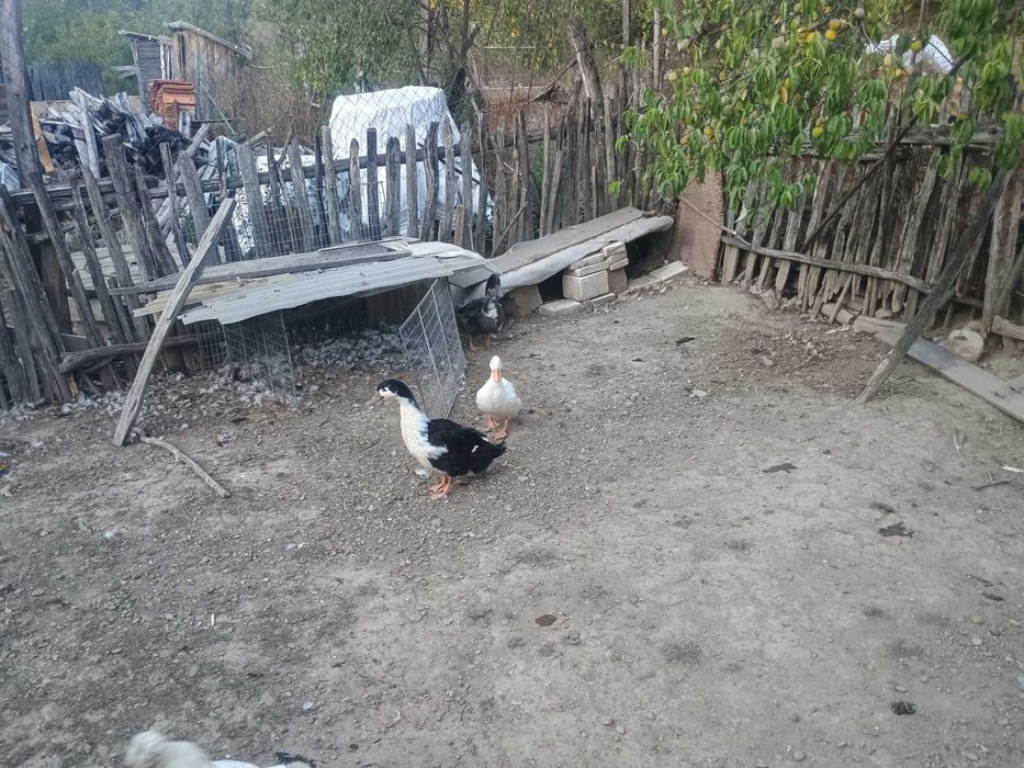 Rate mute și rate macaitoare