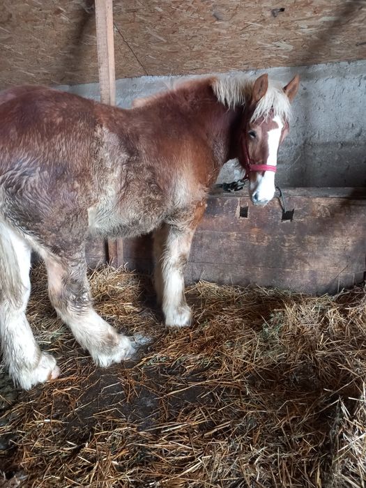 Vând manz 8 luni bland