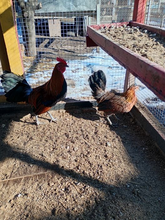 Găini pitice pereche