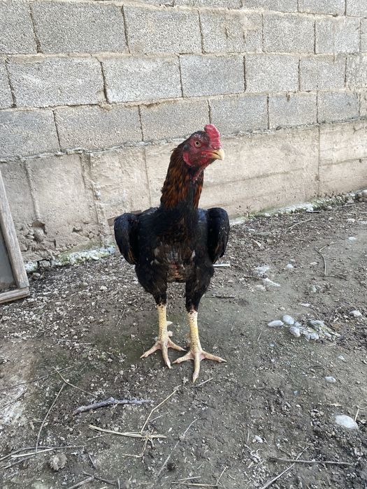 Продается бойцовый петух