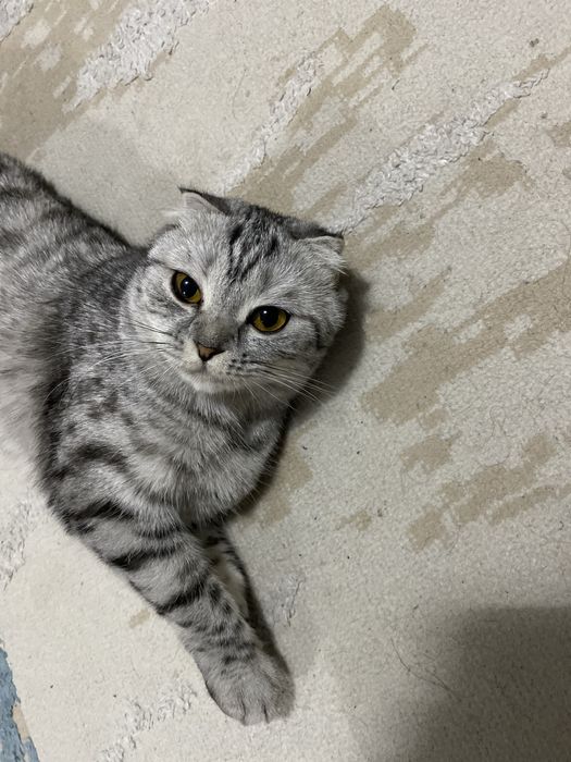 Продаем кошку породистую