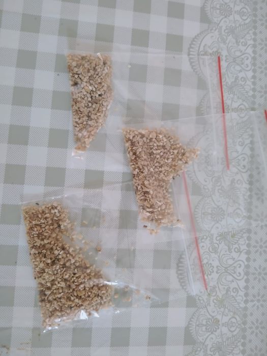 Продам споры белого гриба