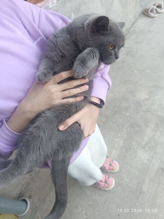 Skotsh strayt mushu sotiladi