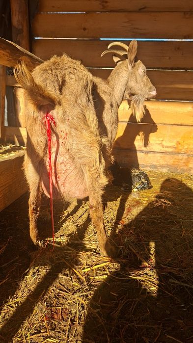 Ieduțe sannen si alpin francez