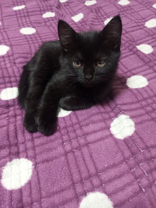 Отдам срочно милых котят