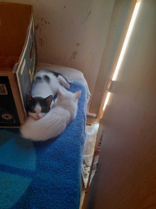 Donez pisici în vârstă de 6 săptămâni