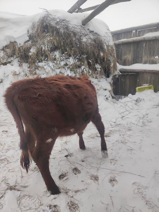 Продам 1 тёлочку