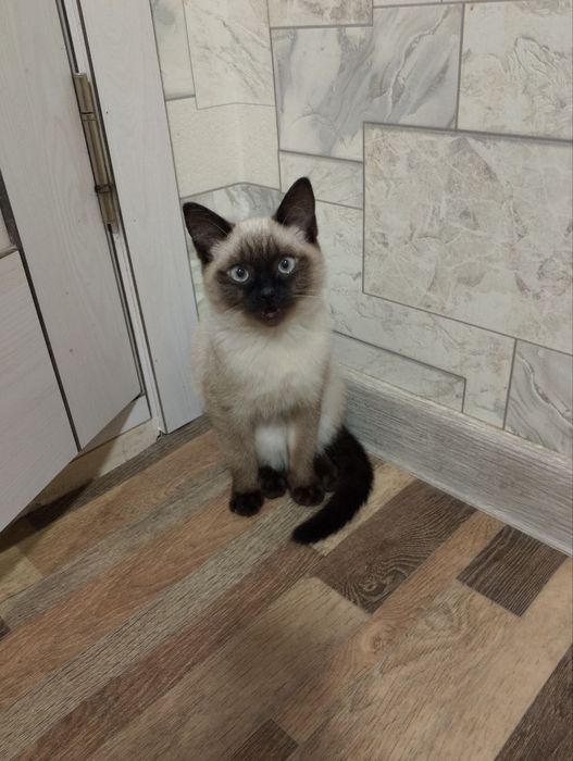 Сиамский мушук сотилади