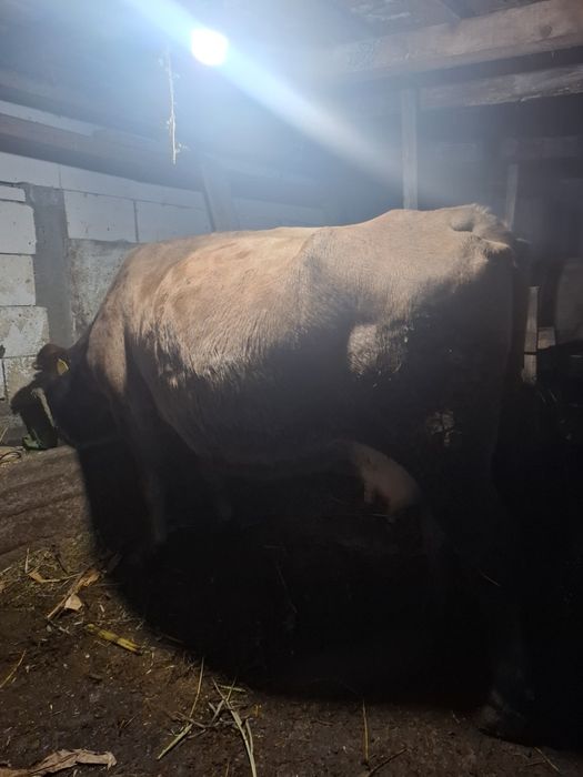 Vând vacă gestantă