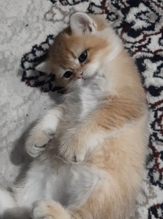 девочка золотая шиншилла bri ny11