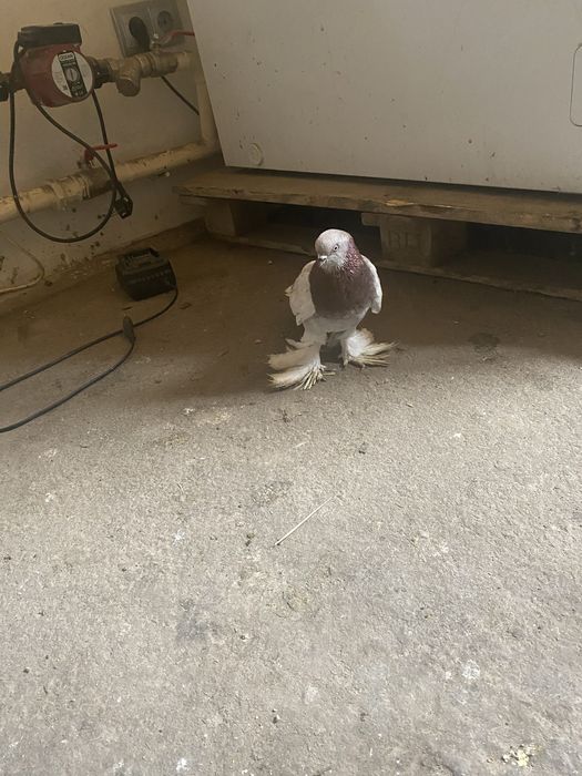 Продам голубя тасман