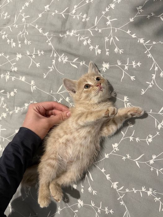 Котенок в добрые руки