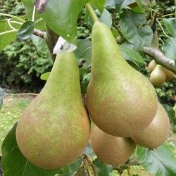 Овощни дръвчета Круша