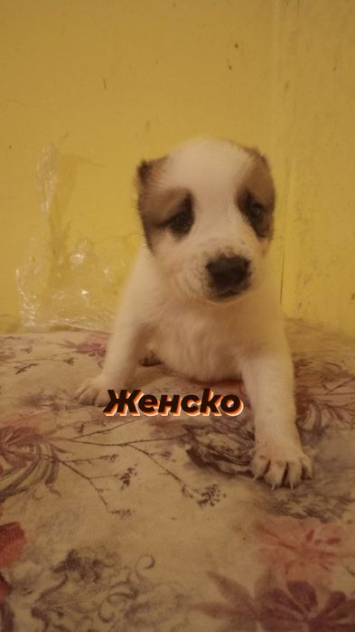 Продавам кученца порода АЛАБАЙ