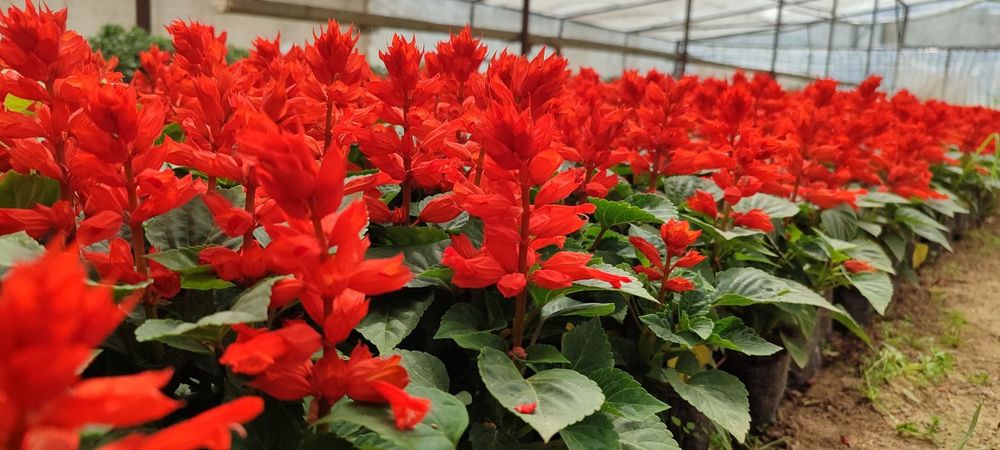 Salvia zakaz olamiza