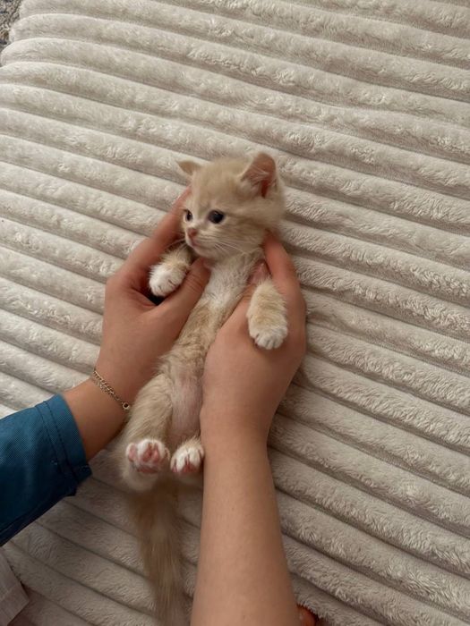 Продается котёнок