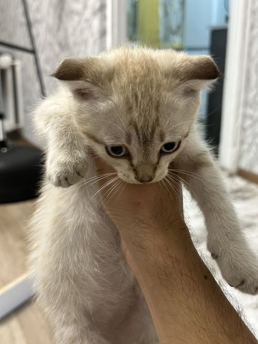 вислоухи котенок