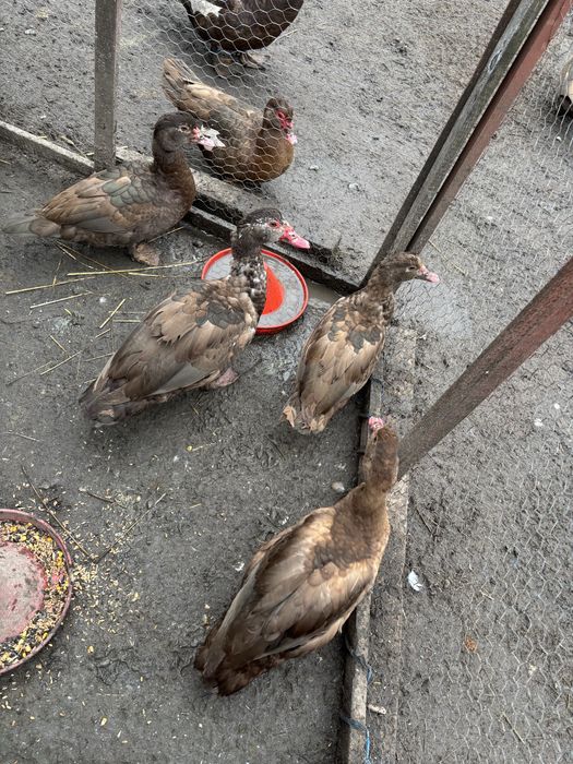 Rate lesesti, ratoi romanesc, gascan lesesc si cocosi pitici