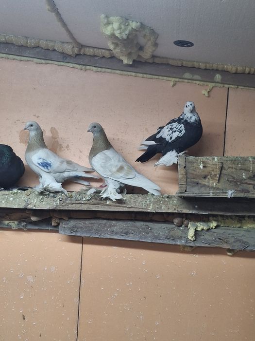 Продам голубей игра гребля тяга