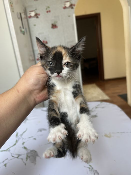 Котят отдам в хорошие руки