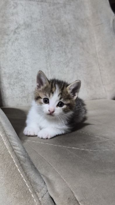 Котята в хорошие руки