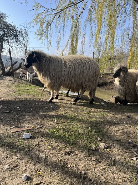 Berbec breaz la 3 luni
