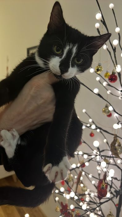 котенца от Созопол