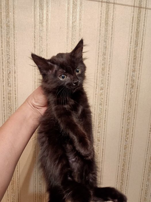 Әдемі марғаулар тегін. Красивые котята.