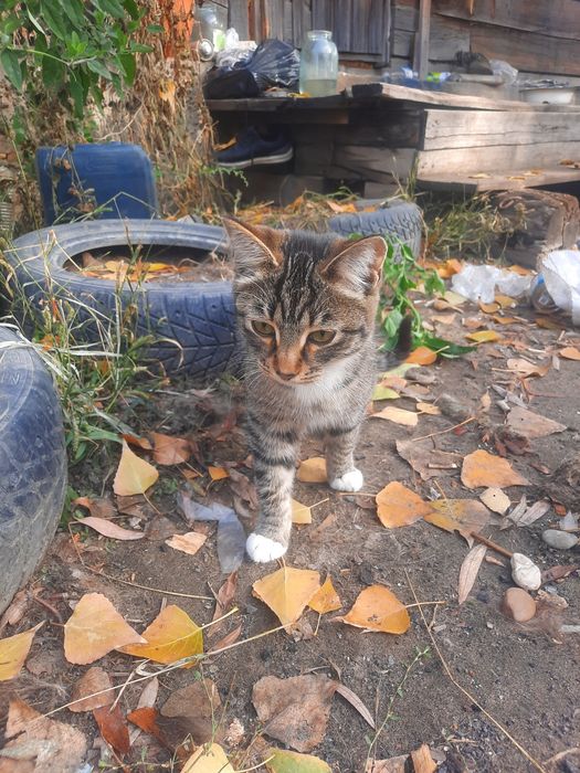 Отдам котят в добрые руки!