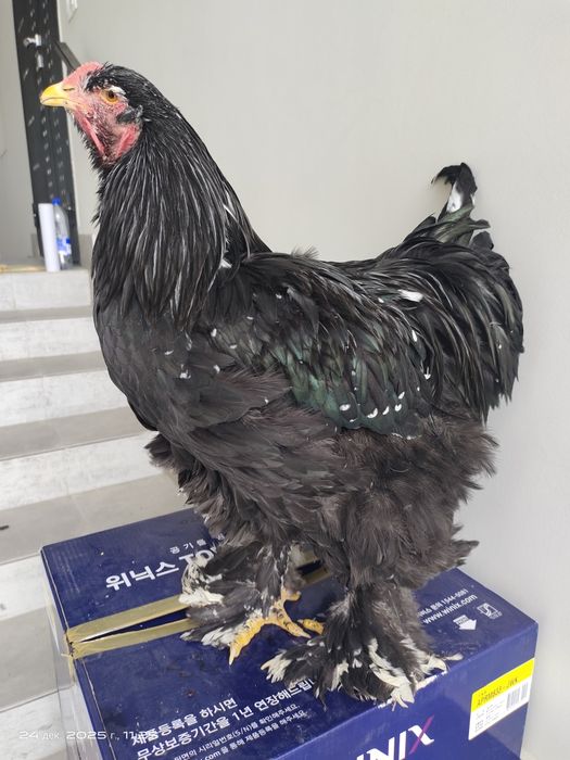 Брама молодые петухи