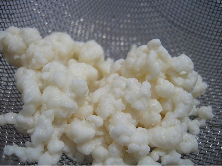 Тибетский молочный гриб