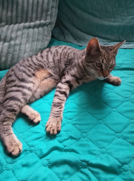Домашно мъжко коте на 7 м.