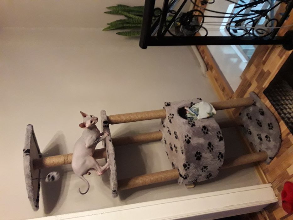 Вязка Канадский сфинкс