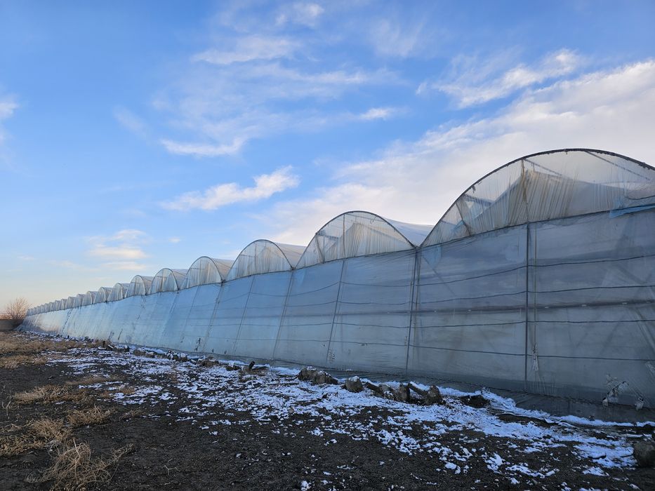 Иссикхона Теплица Парник Лимонария Навоий Вилоят Кармана Эски Шахарда