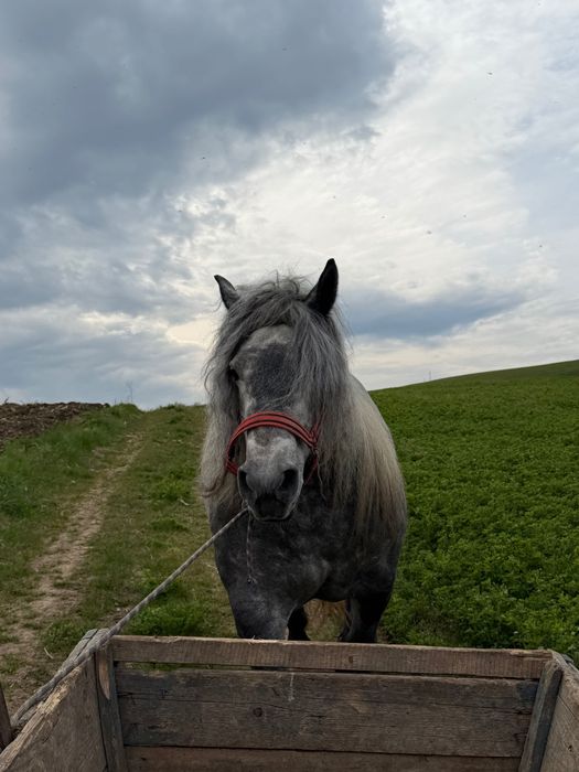 Mânză Sura de Vânzare