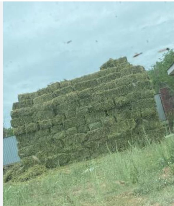 Сено летнего покоса