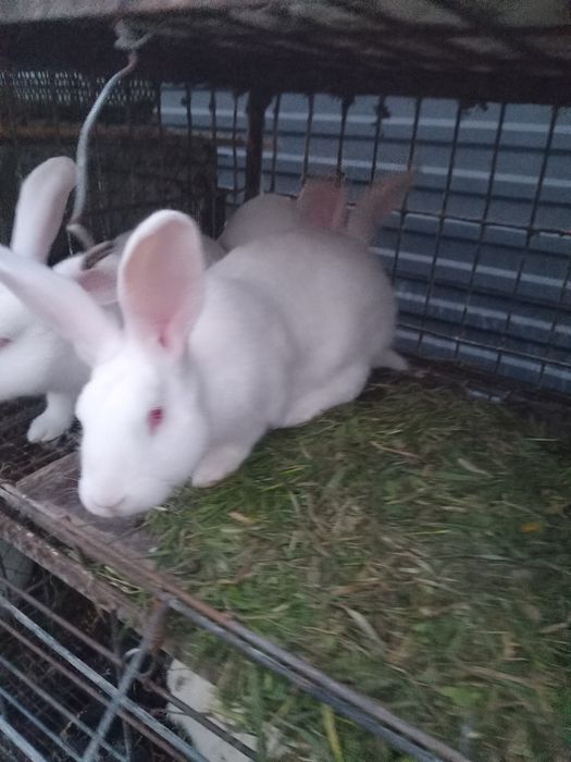 Продам кроликав продам