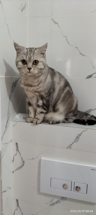 Отдам кота в добрые руки