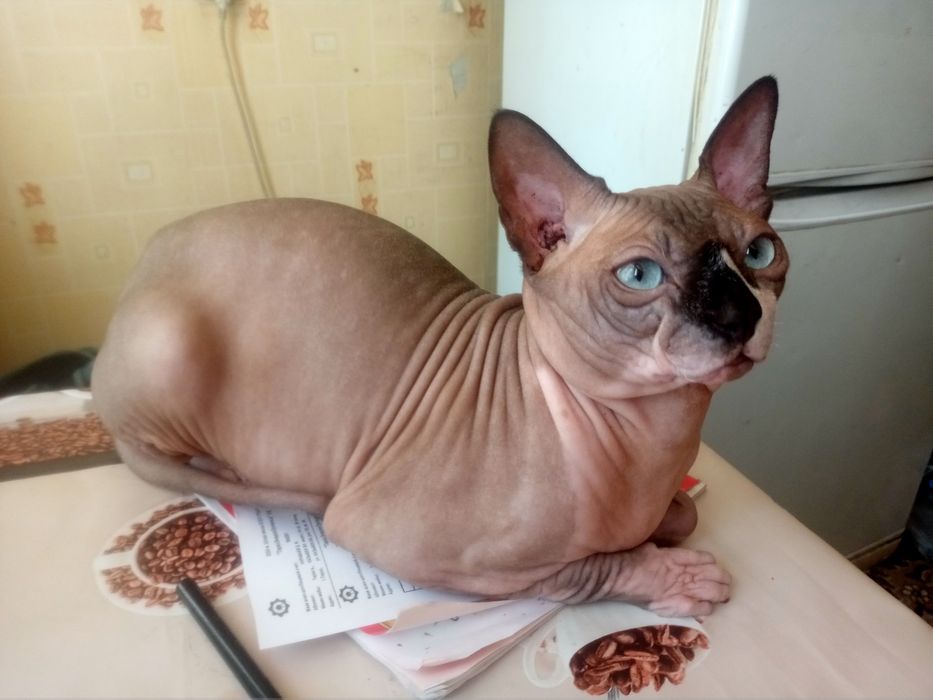 Канадский сфинкс